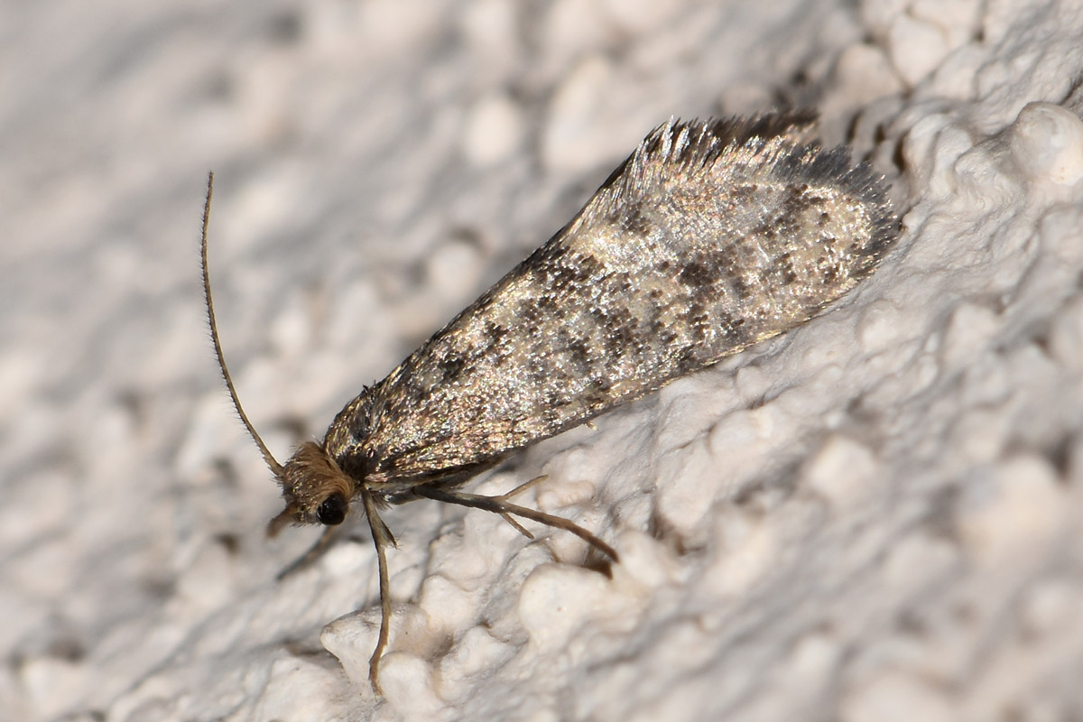 Tineidae?